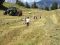 Feldfeeling mit Kids und Wuff