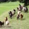 Herde im Galopp