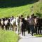 Islandpferdeherde wird auf neue Weide gefuehrt