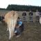Show-Einlage in Rumaenien