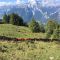 Vehtrieb über Feldiseralp
