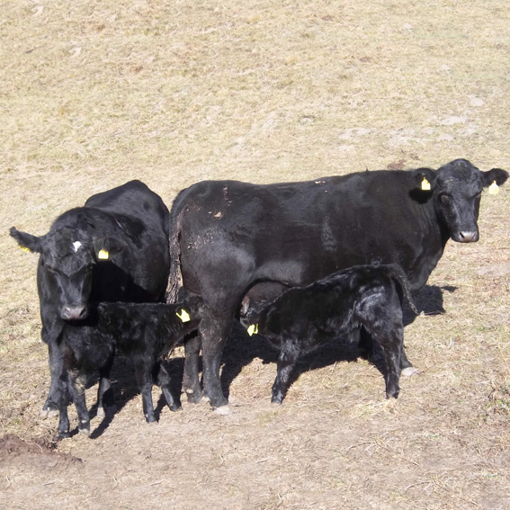 tl_files/mikasvieh/bilder/galerie/Diverse Bilder/angus_beef.jpg